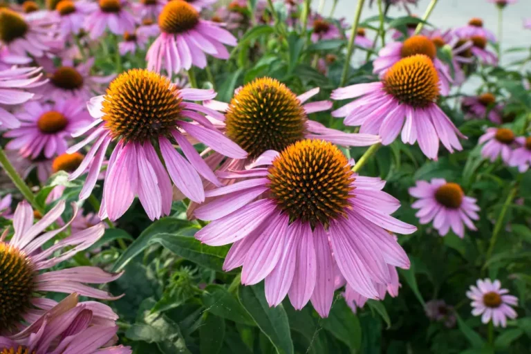 Čo to rob&iacute; echinacea?