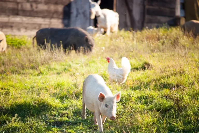 Prečo &iacute;sť organick&yacute;m sp&ocirc;sobom?