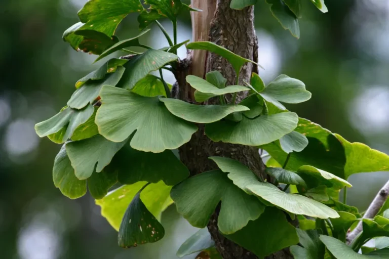 Tajomstvo č&iacute;nskych byl&iacute;n